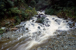 Stream beside Anakoha Road, outer Marlborough Sounds